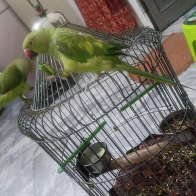 parrots for sale mithu talking