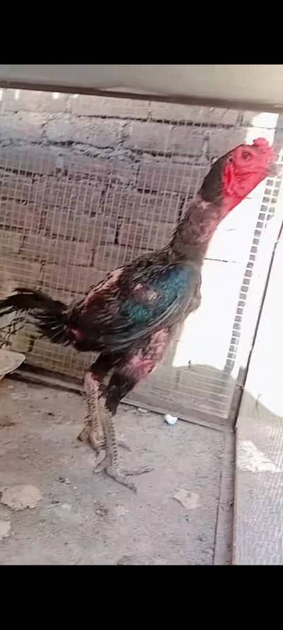 aseel pair for sale