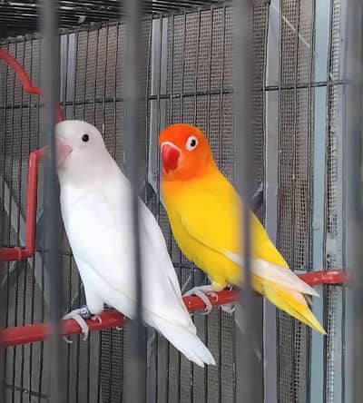 Cage with breeder pair of love birds