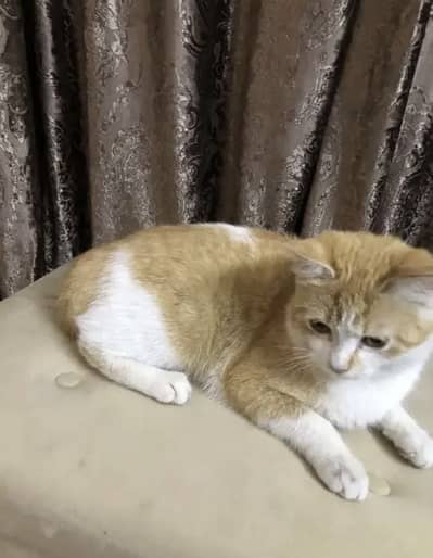 Female Cat fully vacinated looking for adoption