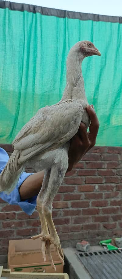 White Shamo Phatta