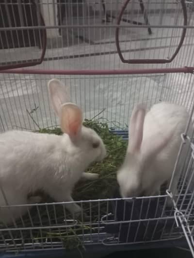 Pair Rabbits for sale