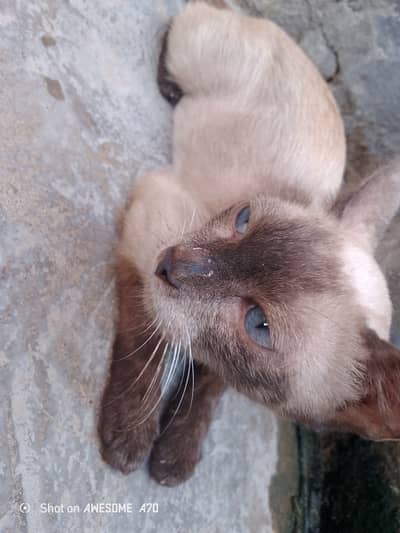 Cats, beautiful cats,blue eye cat, brown colour, siamese