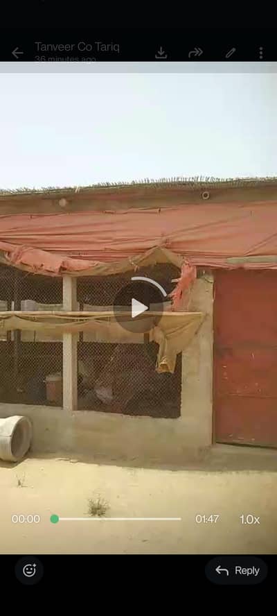 Poultry Farm Furnished