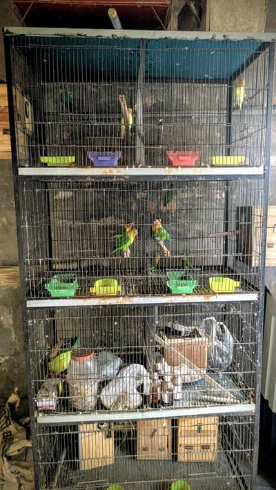 Bird cage for sale