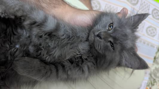 Persian Grey Cat