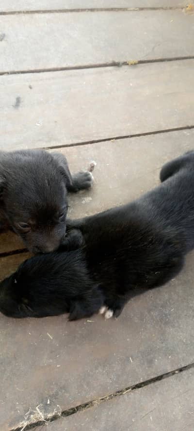 Best breed of dogs Labrador