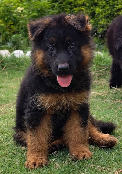 pedigree german shepherd puppies