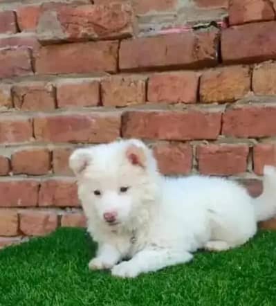 Russian puppy dog for sale only Whatsapp number 03327945291