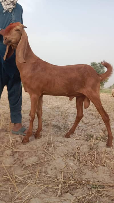 2 Braeader bakry for sale03156610976Hasilpur/ bhwalpur