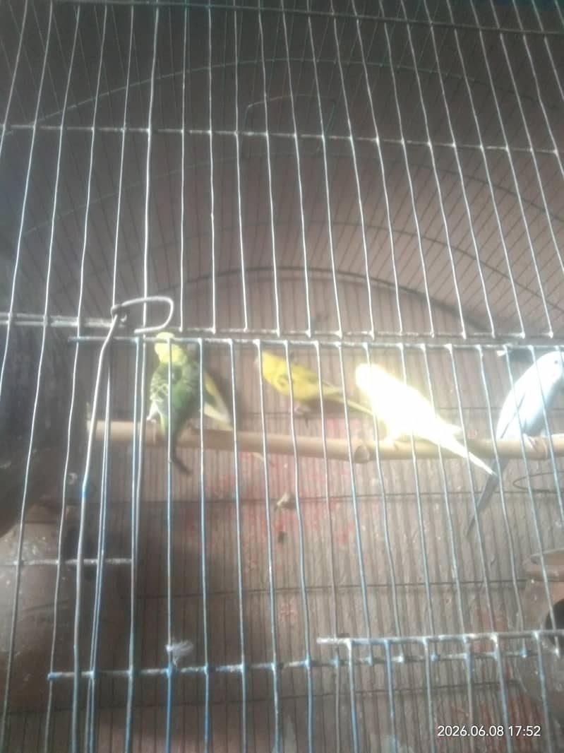 breeder 0