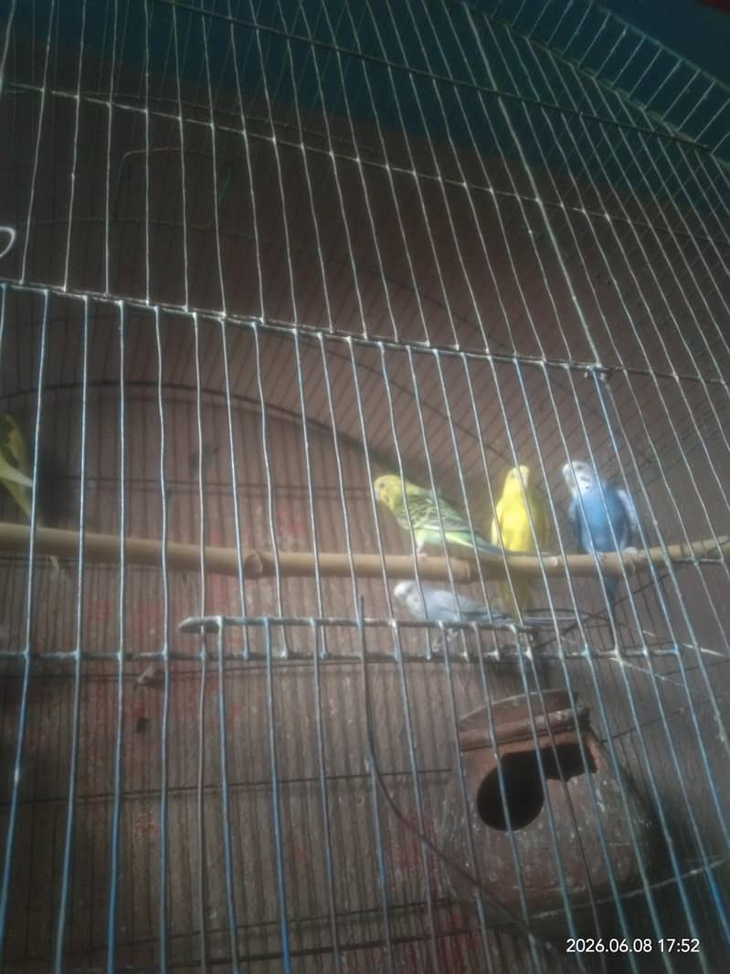 breeder 1