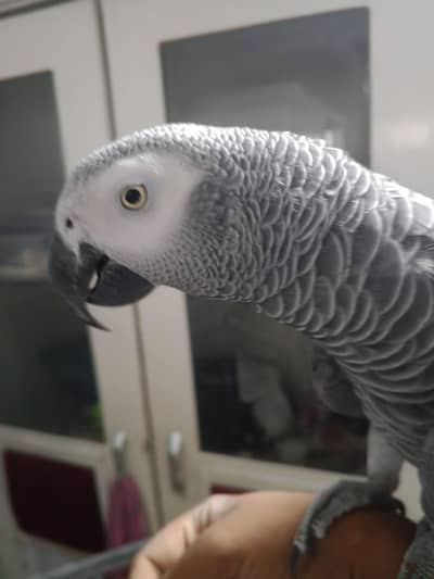 Greey parrot +92 315 2374431 watsapp contac