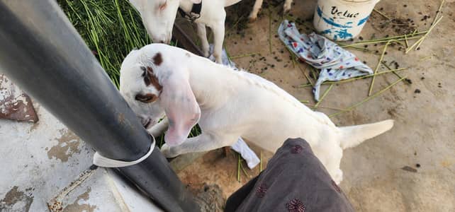 bakri for sale bacha ka sath