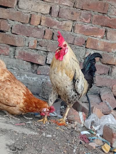 FULL ACTIVE HEN FOR SALE