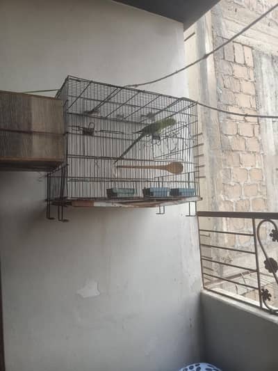 breeder female with cage 8500