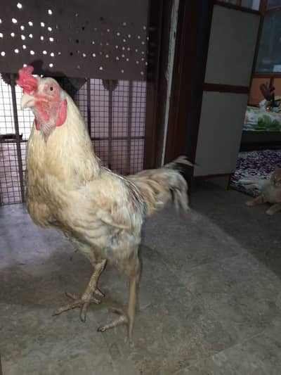 aseel heera hybrid murga