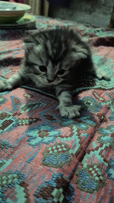 persian Kitten
