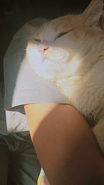 cat for sale