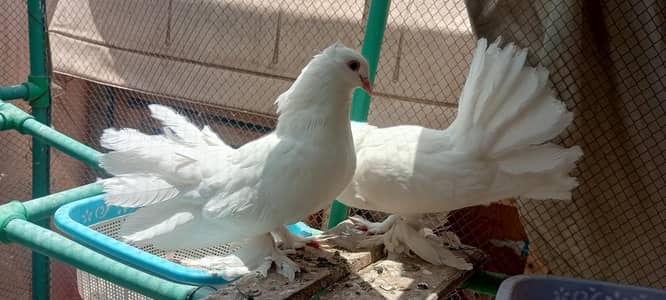 fantail big size