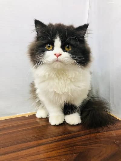 Persian Kitten | Triple Coated Fluffy Kittens | Persian Kittens / Cat