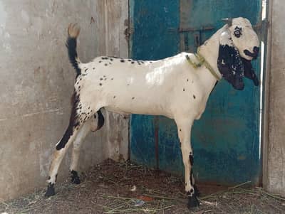 one beautiful Panjab betal male goat breeder