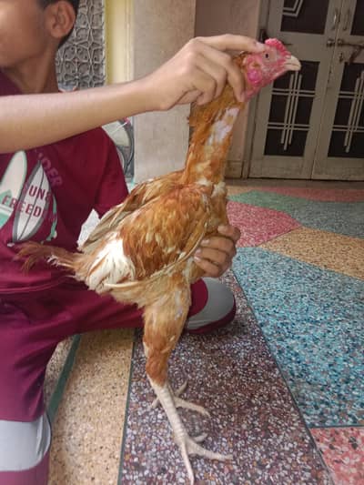 mianwali murge