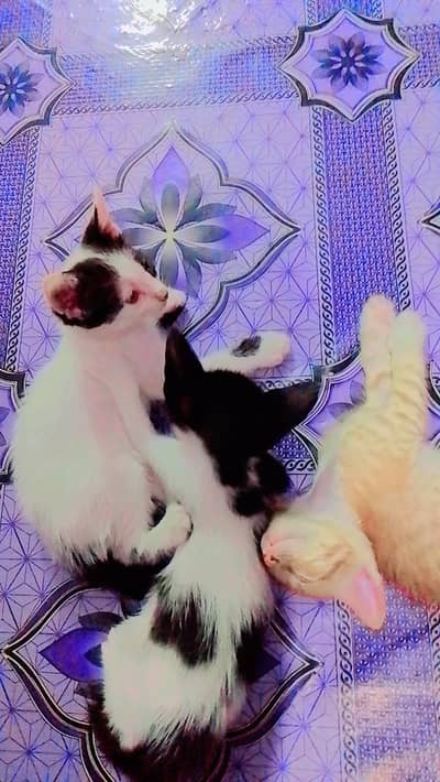 Home breed kittens for sale