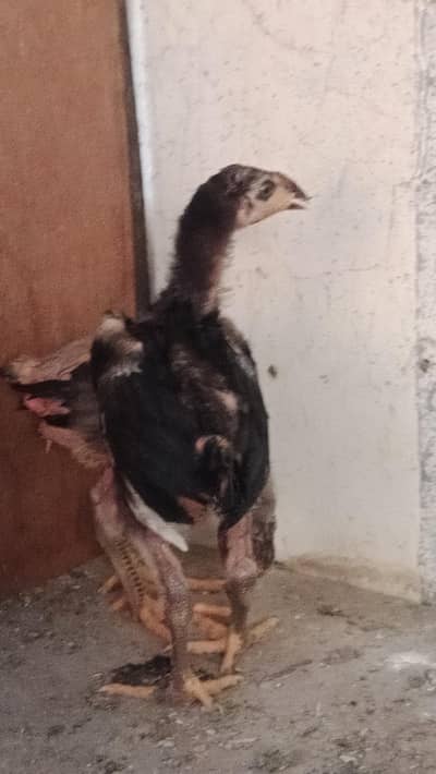 Pura hint chick pair available