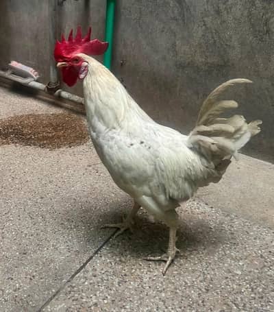 Desi hens 2 pair
