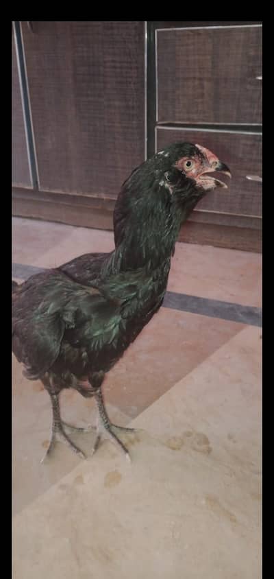 A very beautiful Galvi Aseel Madi in fully black color for seal