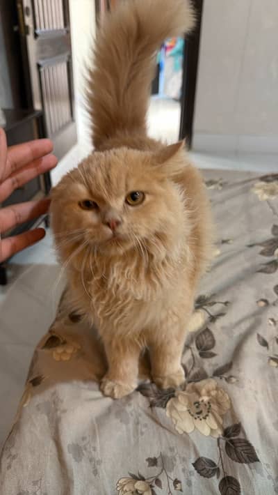 Cute Persian Cat for Sale