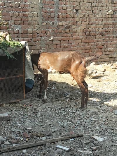 Goat for sale