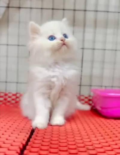 Persian cat triple kot,for sale,my WhatsApp 03476578922