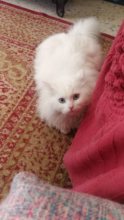 persion cat long coat