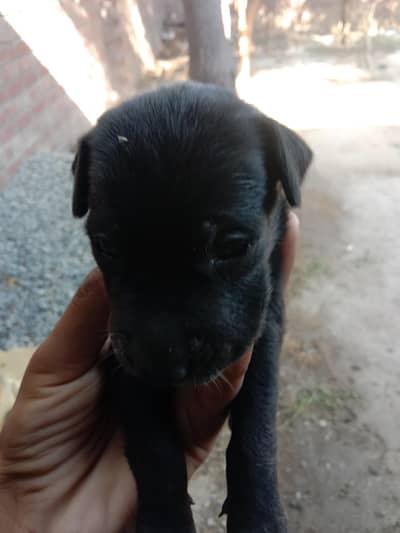 Labrador best breed for sell