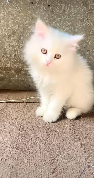 Persian cat triple kot,for sale,my WhatsApp 03476578922