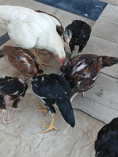 Aseel chicks 2 months age