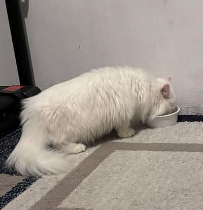 persion cat