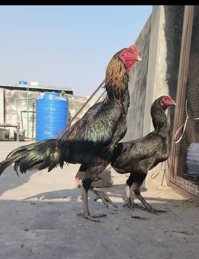 premium Shamo Thai Cross Chicks for Sale/chuza/strong boodline/lahore