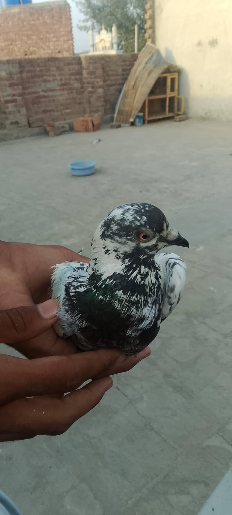 Abdullah 0