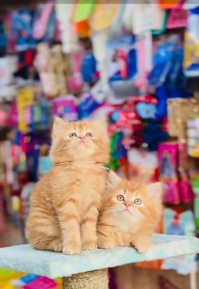 Persian cat triple kot,for sale,my WhatsApp 03476578922