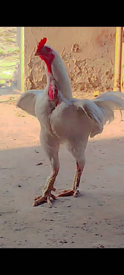 ASEEL BREEDER