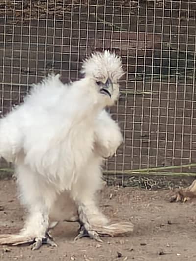 fancy silky hen