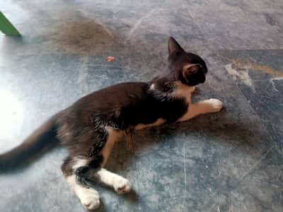 tuxedo breed cat