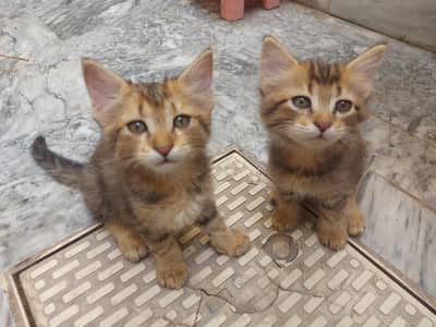 3 Kittens and Female Cat