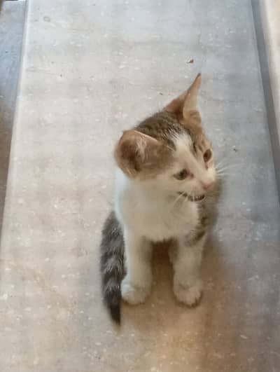 5 Cute Kittens Available for Adoption