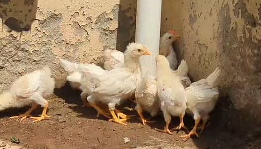 White Desi × Home Farmi chicks available