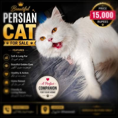Pure White Persian Cat For Sale –