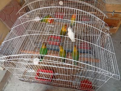 6 Lovebirds for sale